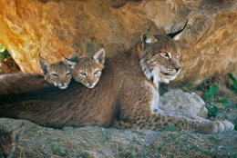 lynx,jura,franche-comté,raydelet,biodiversité,prédateurs,loup-cervier,felis lynx