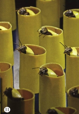 abeilles,pathologie des abeilles,nosema,gaucho