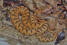Vipera_aspic-cottet_04-1.jpg