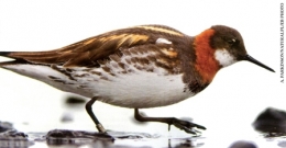Phalarope-femelle-à-bec-étroit-450.jpg