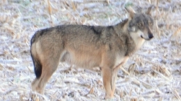 Loup-du-Gers-1.jpg