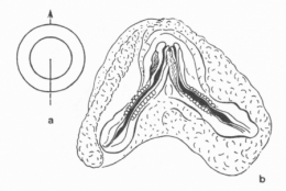 Fig-9-450.jpg