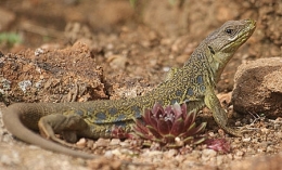 reptiles,sauriens,lacertidés,lézard ocellé