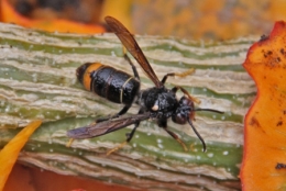 espèces invasives,frelon asiatique,abeilles,piègeage,dioxyde de soufre