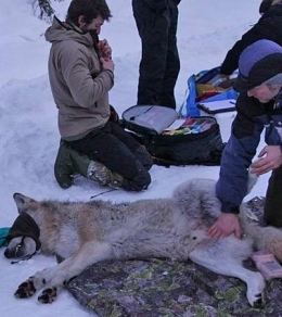 loup, suède,extinction d'espèces,prédation humaine,prédation,prédateurs, grands canidés,