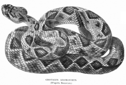 Crotalus-adamanteus-blog.jpg