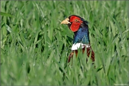dominique delfino,photographe naturaliste et animalier,faisan de colchide