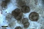 fossiles-écossais_logo.jpg