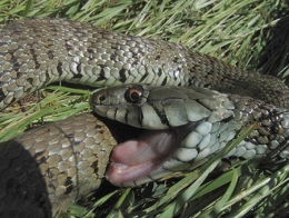 Couleuvre-à-collier,-Natrix-natrix-helvetica-fait-le-mort-©-Daniel-Phillips-450.jpg