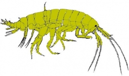 adaptation,eaux douces,organismes dulcicoles,organismes dulçaquicoles,ecrétion,problème osmotique,ionorégulation