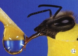 abeilles,pathologie des abeilles,nosema,gaucho