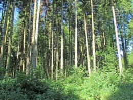 Forêt-de-Thise_14-parcelle-41-résineux-450.jpg