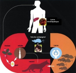 06_echinococcose_cycle-1.jpg