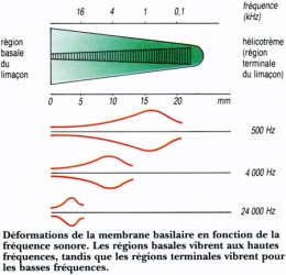 Figure07-Membrane-basilaire-450.jpg
