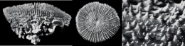 26Scolymia-cubensis_4-1.jpg