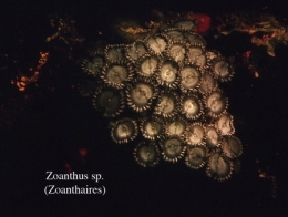 080Zoanthaires2-1.jpg