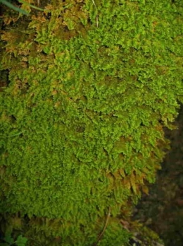 Ctenidium molluscum_0128.jpg