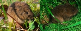 02-Microtus_Arvicola-1.jpg