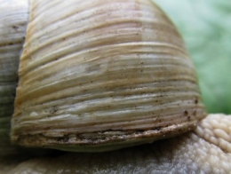 Helix_pomatia_L_24-1.jpg