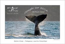 VOEUX-2014-DELFINO.jpg