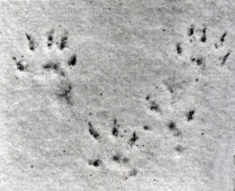 zoologie,mammifères,rongeurs,sciuridés