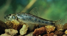 Goujon003-1.jpg