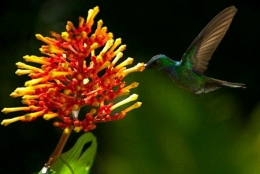 4-colibri-1.jpg