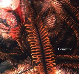 137Comatule2-1.jpg