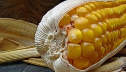 mais-ogm.jpg