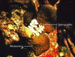 117Spirographe2-1.jpg