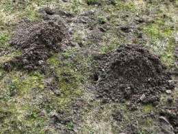 Campagnols_Châtel_071.jpg