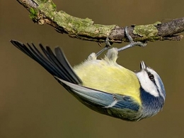 mésange charbonnière,mésange bleue,mésange à longue queue