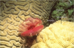 119-serpule1.jpg