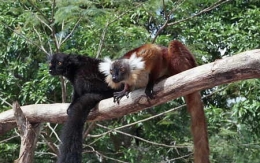 Eulemur macaco_7-1.jpg