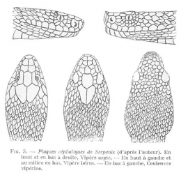 Plaques-céphaliques-serpents-blog.jpg