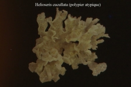 077Helioseris cucullata2-1.jpg