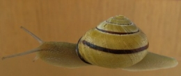 Cepaea_nemoralis23-1.jpg