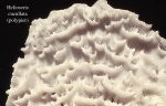 076Helioseris cucullata2-1.jpg