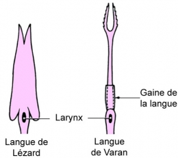 reptiles,sauriens,lacertidés,lézard ocellé