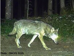loup,jura,prédateurs
