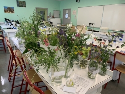 Exposition botanique pour les révisions des TP