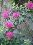 IMGP1031.JPG