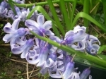 IMGP0890.JPG