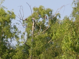 IMGP1107.JPG