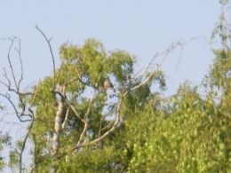 IMGP1105.JPG