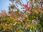 IMGP0293.JPG