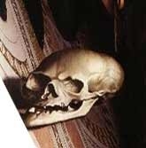 Skull-Ambassadors.jpeg