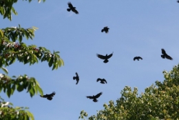 corbeau,expériences