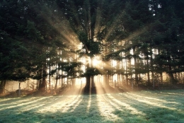 arbres,sous-bois,forêt,neige,frondaison,bois