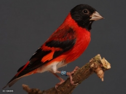 animaux,couleurs
